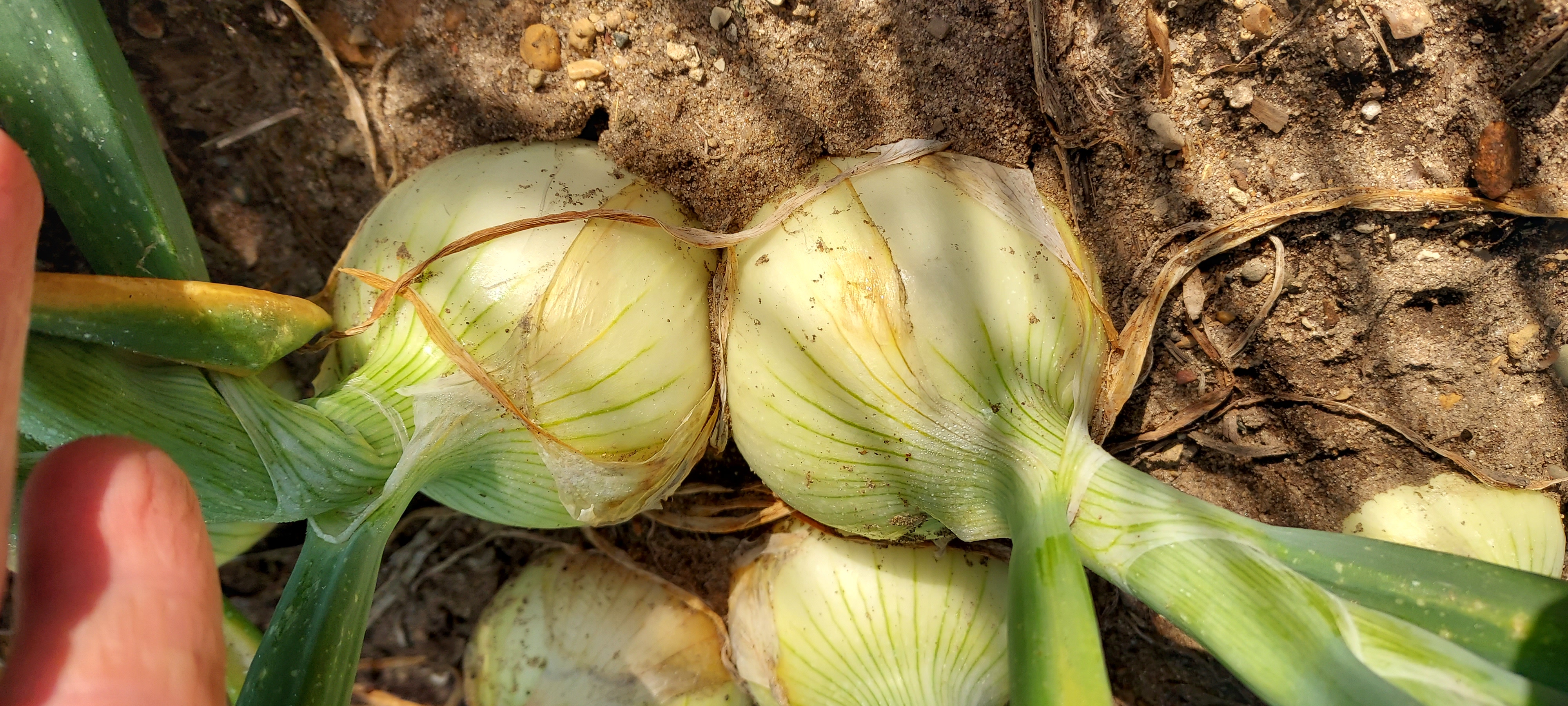 Onions ready for harvest.